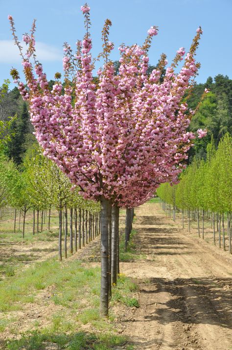 PRUNUS serrulata Kanzan Tige Michigan Gardening, Prunus Serrulata, Back Garden Design, Pink Trees, Space Decor, Cherry Tree, Back Garden, Trees And Shrubs, Japanese Garden