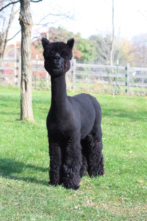 Alpaca Pictures, Llama Pictures, Goth Garden, White German Shepherd, Goth Baby, Alpaca Farm, Cute Alpaca, Cattle Ranching, Llama Alpaca