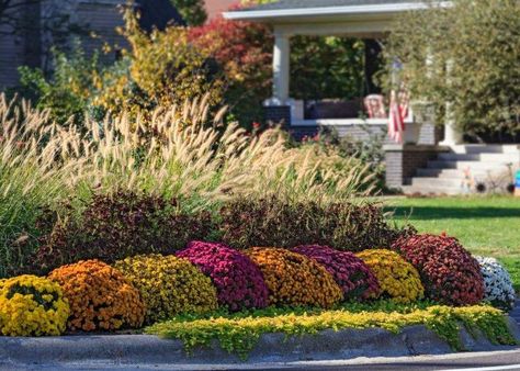 How to Keep Mums Blooming Through Fall ~ Garden Down South Plant Mums In Ground, Fall Landscape Front Yard Mums, Mums Planted In Ground, Mum Landscaping, Planting Mums In Ground In Fall, Mums Landscaping, How To Make Mums, Mum Garden, Garden Mums