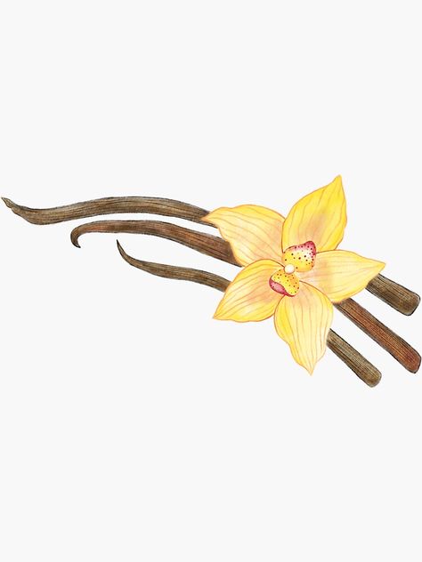 Vanilla Bean Drawing, Vanilla Bean Illustration, Vanilla Bean Flower, Vanilla Illustration, Scorpio Tattoo, Infographic Inspiration, Bean Plant, Vanilla Bean, Flower Prints