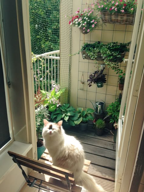 Bench, Plants, White