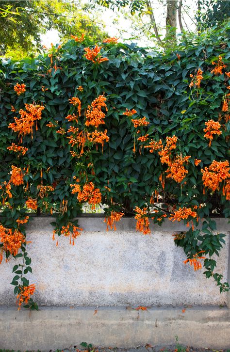 5 Fast-Growing Perennial Climbing Flowering Vines Climbing Flowering Vines, Perennial Flowering Vines, Wall Climbing Plants, Fast Growing Vines, Creeping Vines, Climber Plants, Climbing Trellis, Evergreen Vines, Climbing Flowers