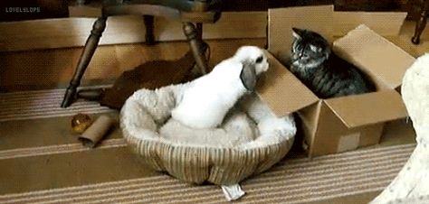 This bunny messin' around with the cat. | The 33 Most Important Bunny GIFs On The Internet Benny And Joon, Annoyed Cat, Rabbit Gif, Funny Rabbit, Kitten Gif, Funny Bunnies, Purim, Cute Creatures, Zebras