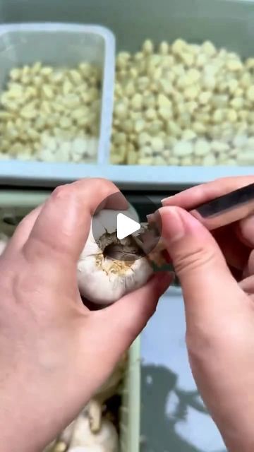 Peeling Garlic Cloves Hack, Best Way To Peel Garlic, How To Store Peeled Garlic, Easy Way To Peel Garlic Cloves, How To Peel Garlic Cloves Easy Video, Peel Garlic Easy, Peeling Garlic Cloves Easy, How To Store Garlic Cloves, Garlic Peeling Hack