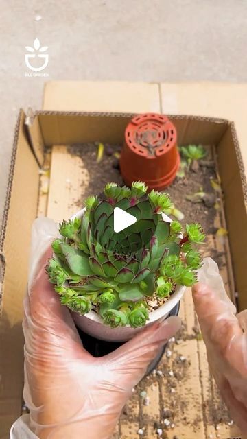 Succulent Tips, Succulent Garden, Donkey Tail Succulent Propagation, Aeoniums Succulent Plants, South African Succulents, Mug Succulent Planter, Plants In Mugs Succulents, Succulent Garden Design, Container Garden Design