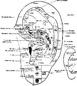 Acupuncture | definition of acupuncture by Medical dictionary Ear Piercing Diagram, Piercings Corps, Migraine Pressure Points, Ear Reflexology, Ear Acupuncture, Ear Seeds, Acupuncture Benefits, Point Acupuncture, Anti Tragus