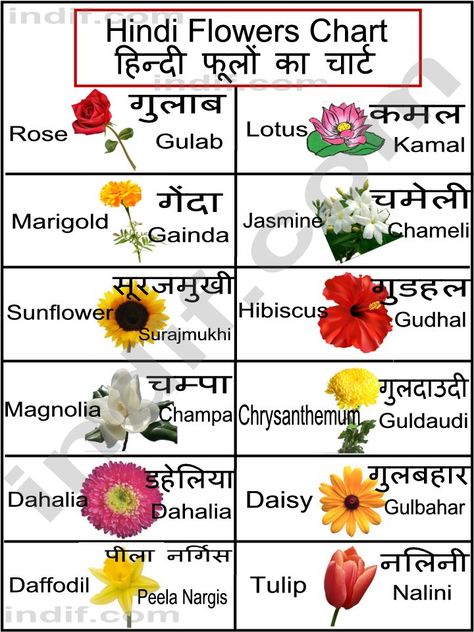 List of Common Flowers | To Print this chart right click on the chart below and click on "Print ... Indian Flower Names, Flowers Name In Hindi, All Flowers Name, Flowers Name In English, Hindi Alphabet, Flower Chart, Hindi Language Learning, Learn Hindi, Hindi Worksheets