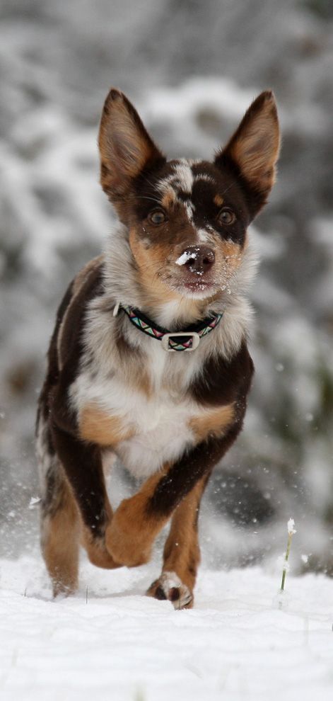 Australian Koolie Koolie Dog, Australian Kelpie Dog, Beautiful Dog Breeds, Australian Kelpie, Aussie Dogs, Dog Selfie, Herding Dogs, Cattle Dog, Dog Sitting