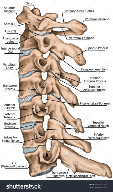 Skeleton Anatomy, Cervical Vertebrae, Skeletal System, Human Body Anatomy, Rad Tech, Human Skeleton, Cervical Spine, Types Of Cancers, Body Anatomy