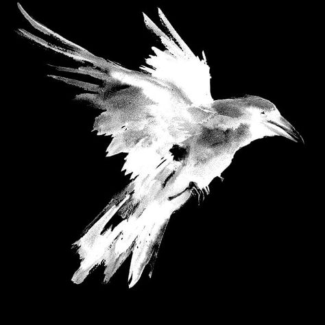 White Crow Aesthetic, Crow Icon, Crow Pfp, Red Sparrow, Mocking Birds, Raven Wings, White Raven, White Crow, Dark Star