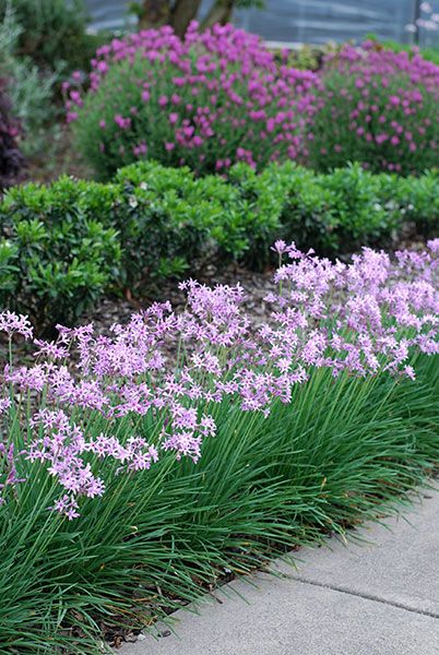 Tulbaghia Violacea, Low Maintenance Landscaping Front Yard, Hydrangea Seeds, Edging Plants, Front Garden Landscape, Imperial Beach, Hydrangea Care, Planting Hydrangeas, Low Maintenance Landscaping