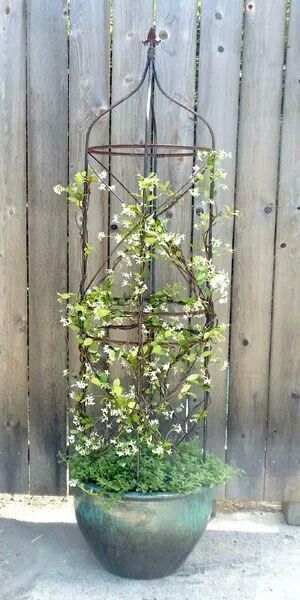 Star jasmine in a pot on the porch. I would create more of a triangle Pot Trellis, Jasmine Plant, Star Jasmine, Garden Vines, Cottage Gardens, Porch Garden, Planter Ideas, Garden Containers, Garden Trellis