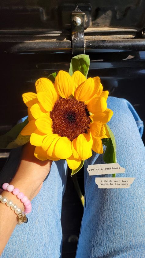 Sunflower Instagram Story, Sunflower Aesthetic Quotes, Instergram Story, Sunflower Captions, Sunflowers Aesthetic, Ig Hacks, Unique Captions, Summer Instagram Captions, Sunflower Aesthetic