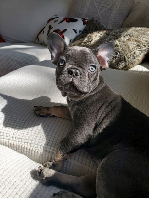 Juniper, my blue and tan French bulldog at 11 weeks old 💙 Tan French Bulldog, French Bulldog Tan, Blue French Bulldog, Frenchie Bulldog, Blue French, French Bull, Nature Beauty, French Bulldog, Bulldog