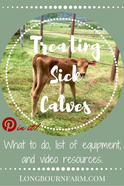 Bottle Fed Calves, Calf Shelter Ideas, Bottle Calves Raising, Cow Care Tips, How To Care For Cows, Dexter Cattle, Breeds Of Cows, Miniature Cows, Beef Cow