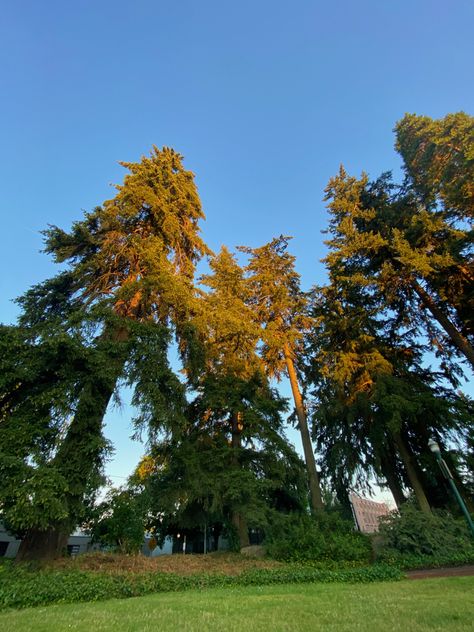 Trees eugene oregon pacific north west university of oregon summer sunshine North West University, Oregon Aesthetic, Oregon Summer, Aesthetic Scenery, Summer Sunshine, Eugene Oregon, University Of Oregon, North West, Oregon