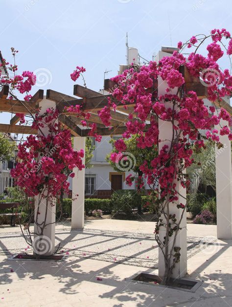 Bougainvillea Trellis, Backyard Resort, Flower Trellis, Backyard Flowers, Garden Entrance, Beautiful Pink Flowers, Trellis Design, Entrance Design, Pergola Patio