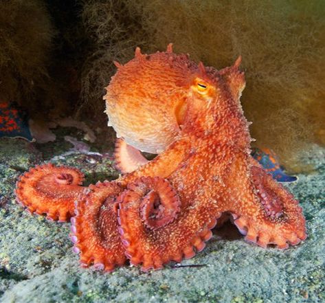 Friday Cephalopod: Incredible Octopus Talent #382: Wearing bright orange with dignity Lion's Mane Jellyfish, Giant Pacific Octopus, Octopus Squid, Beautiful Sea Creatures, Marine Animals, Ocean Creatures, In The Ocean, Underwater World, Ocean Life