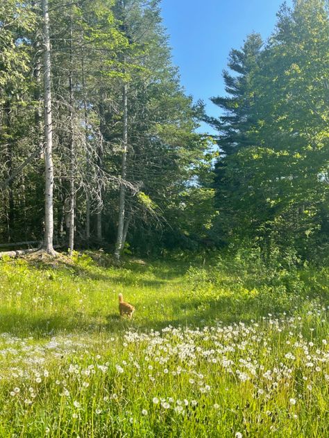 Cat In A Flower Field, Cat In Field, Orange Flower Field, Yellow Flower Field, Meadow Photography, Cat Roll, Field Wallpaper, Daisy Field, Cat Cuddle