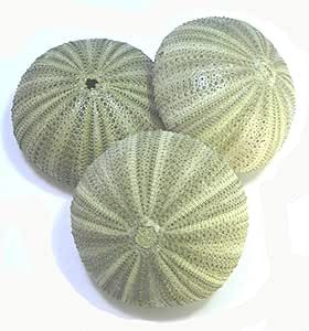 Set of 6 Large Green Sea Urchin Shells for Beach Wedding Craft Nautical Decor Airplants Coastal Wedding Decorations, Sea Grass Decor, Seashell Display Ideas, Under The Sea Centerpiece Ideas, Sea Urchin Shells, Coastal Wedding Decor, Deep Sea Life, Seashell Display, Sea Urchin Shell