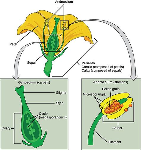 What is the Difference Between Carpel and Pistil - Pediaa.Com Flower Reproduction, Biology Plants, Biology Textbook, Flower Structure, Plant Structure, Parts Of A Flower, Plant Cell, Vascular Plant, Plant Drawing