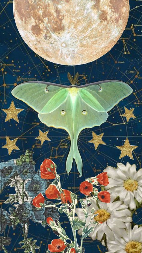 #lunamoth #lunar #dreamy #moon #moonlight #stars #starlight #vibes #nightaesthetic #nightsky #nature Lunar Moth Art, Luna Moths, Lunar Moth, Moth Art, Luna Moth, Night Aesthetic, Night Skies, Your Aesthetic, Aesthetic Art