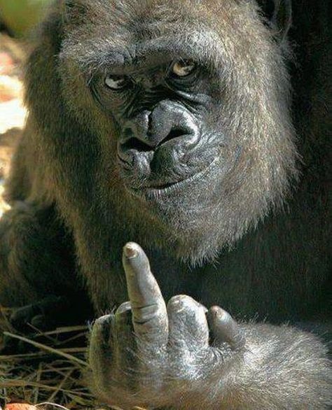 Gorilla Funny, Whatsapp Profile Wallpaper, Christian Vieri, Body Pain Relief, Trophy Hunting, Funny Animal Photos, A Monkey, Gym Rat, Poses For Pictures