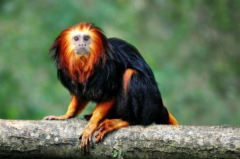 Golden Lion Tamarin, Golden Lions, Pretty Animals, Primates, Mammals, Cool Hairstyles, Lion, Nature Photography, Puppies