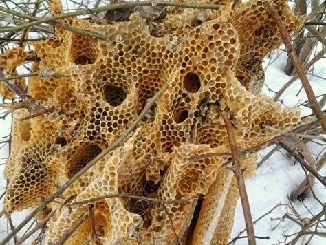 Open-air colonies from coast to coast - Honey Bee Suite Jane Prentiss, Animal Architecture, Raising Bees, Bee Colony, Bee Stuff, Bees And Wasps, Bee Hives, Bee Honeycomb, Natural Structures