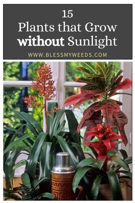 Explore a variety of plants that can grow without direct sunlight, perfect for low-light homes and offices. These resilient plants enhance your space with greenery while requiring minimal light. Ideal for areas where natural light is scarce. Low Light Plants Indoor, Full Sun Landscaping, April Gardening, Indoor Plants Low Light, Winter Floral Arrangements, Landscape Curbing, Houseplants Low Light, Minimal Light, Farmhouse Landscaping