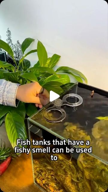 Hydroponic Fish Tank, Sweet Patato, Hydroponic Plants, Home Gardening, Fish Tanks, Plant Powered, Plant Roots, Plant Mom, Plant Collection