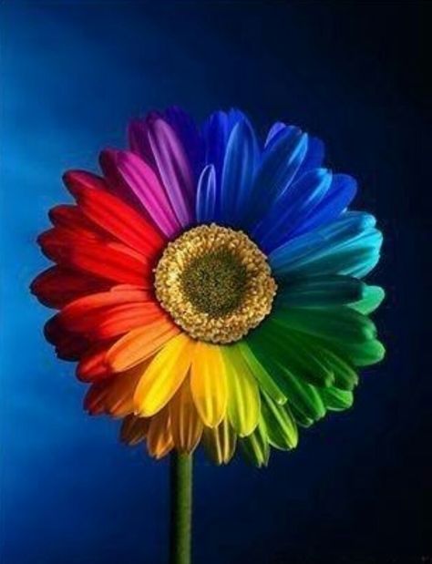 Rainbow Daisy Color Explosion, Happy Birthday Meme, Rainbow Bright, Rainbow Aesthetic, Taste The Rainbow, Rainbow Wallpaper, Rainbow Abstract, Love Rainbow, Birthday Meme