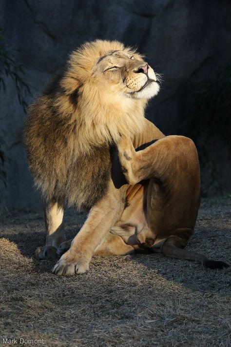 Happiness is having a scratch for every itch. - Ogden Nash Tiger And Lion, Lion Photography, Cat Anatomy, Lions Photos, Cat Reference, Animal Study, Lion Pictures, Live Animals, Pretty Animals