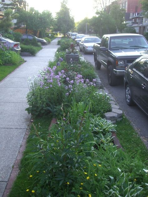 Sidewalk Landscaping, Horse Chestnut Trees, Garden Vines, Front Yards, Garden Park, Front Yard Garden, Heaven Sent, Planting Bulbs, Landscape Ideas