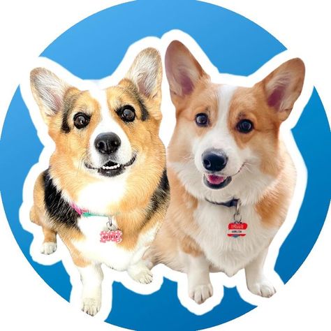 Hammy And Olivia Corgi, Hammy And Olivia, 2nd Grade Class, Talking Dog, Tic Tok, Best Funny Videos, Personalized Books, Trending Videos, Goldendoodle