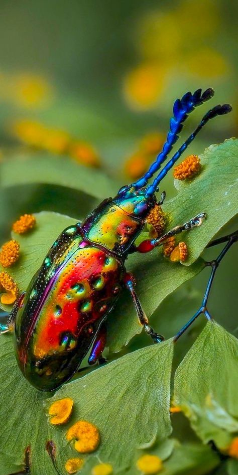 Rainforest Insects, Cool Insects, Best Pose For Photoshoot, Good Poses, Amazon Rainforest, Photoshoot Poses, Art Inspo, Bugs, Insects