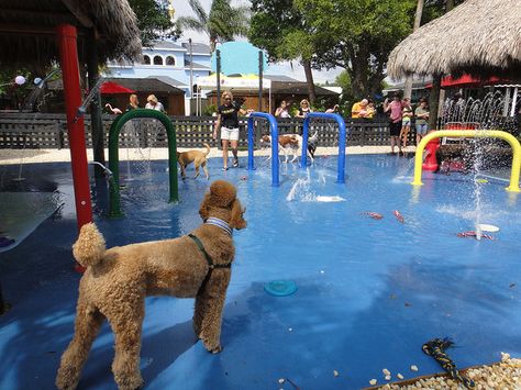 Doggie Water Park | Flickr - Photo Sharing! Dog Water Park Ideas, Home Dog Park, Pet Park Architecture, Indoor Dog Park Design, Best Dog Parks, Dog Boarding Ideas, Indoor Dog Park, Dog Boarding Facility, Dog Kennel Cover