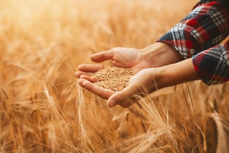 Hands agronomist pours a handful of whea... | Premium Photo #Freepik #photo #harvest #crops #wheat-farm #agronomist Wheat Field, Wheat Fields, The Good Shepherd, Do What Is Right, Premium Photo, Food Animals, Wheat, Grain, How To Become