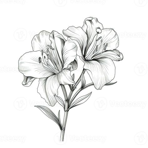 summer Alstroemeria flower ai generated Alstroemeria Flower Drawing, Alstroemeria Flower Tattoo, Alstroemeria Drawing, Alstroemeria Tattoo, Alstroemeria Flower, Tattoo Planning, Airplane Tattoos, Tattoo Flowers, Coaster Art