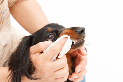 How Often to Brush a Dog's Teeth and Other Tips on Brushing Your Dogs Teeth Dog Teeth Care, Brushing Dogs Teeth, Canine Teeth, Dogs Treats, Dogs Teeth, Dog Toothpaste, Coconut Oil For Dogs, Dentist Visit, Dog Breath