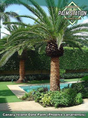 Groundworks - Canary Island Date Palm Tree Date Palm Tree, Palm Trees Garden, Date Palms, Canary Island Date Palm, Boynton Beach Florida, Pool Plants, Palm Trees Landscaping, Outside Fall Decor, Palm Garden