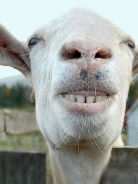 Goat Teeth, Canines Teeth, Teeth Funny, Teeth Humor, Kgf Photos Hd, Pictures Of Animals, Human Teeth, Picture Day, Goats