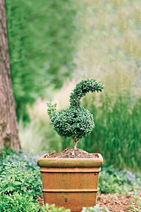 Topiary Animals, Live Topiary, Topiary Diy, Topiary Plants, Topiary Garden, Travel Crafts, Pot Ideas, Garden Animals, Lawn Ornaments