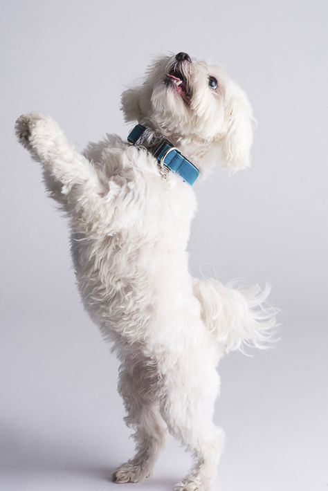 small white dog wearing teal collar, velvet collar, happy dog #dogcollar, #Maltese ©️Alice G Patterson Photography Mattie+Margot #sponsored Fresh Dog Food, Bichon Dog, Cute Dog Collars, Food Review, Custom Dog Collars, Velvet Collar, Dog Photograph, Best Dog Food, Maltese Puppy