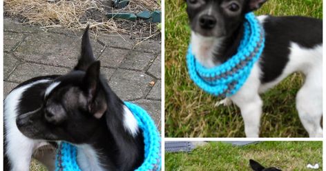 Infinity Scarf for Pup Does your pup like to by stylish? Mine does so I made this infinity scarf for her so she could wear something pr... Dog Infinity Scarf, Dog Crochet, Crochet Faces, Crochet Infinity Scarf, Free Dogs, Crochet Dog, Crochet Ideas, Infinity Scarf, Free Pattern