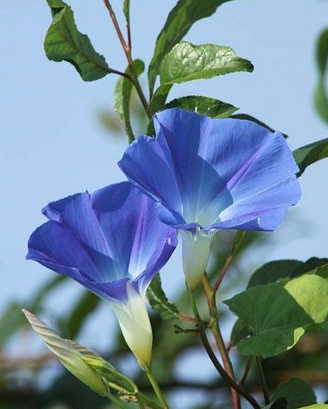 #morningglory #ponyfony_flowers #flowers #flower #roses #instaflowers #petal #petals #flores #flowerslovers #flowerpower #flowerstagram… Morning Glory Art, Blue Morning Glory, Morning Glory Flowers, Blue Morning, Flower Cottage, Garden Vines, Blue Garden, 수채화 그림, Morning Glory