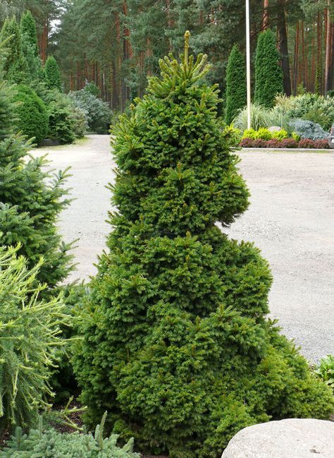 Picea Abies 'Dundanga' Picea Pungens, Conifers Garden, Picea Abies, Alpine Garden, Evergreen Garden, Hardy Perennials, Woodland Garden, Garden Trees, Green Garden