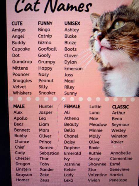 Kitten Names Unique, Boy Cat Names, Cute Pet Names, Cute Cat Names, Homemade Cat Food, Pregnant Cat, Kitten Names, Face Reading, Boy Cat