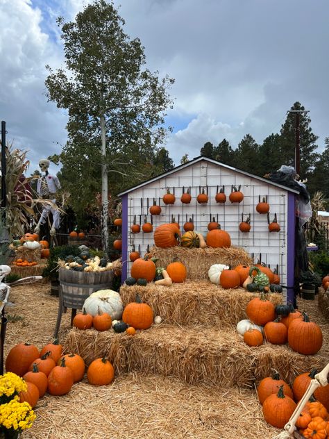 Pumpkin patch Indoor Pumpkin Patch, Pumpkin Patch, Festival