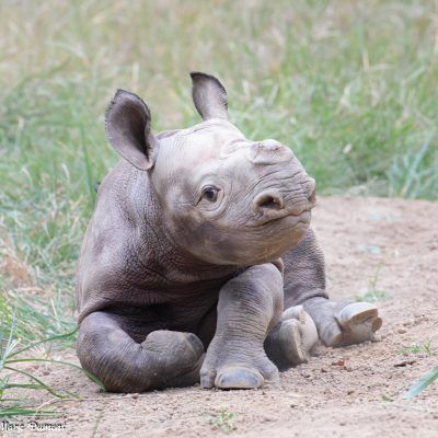 Rhinoceros Photography, Baby Rhino, Wild Animals Photography, Black Rhino, Cincinnati Zoo, Animals Photography, Baby Black, Dangerous Animals